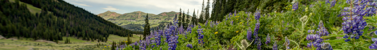 Page Banner
